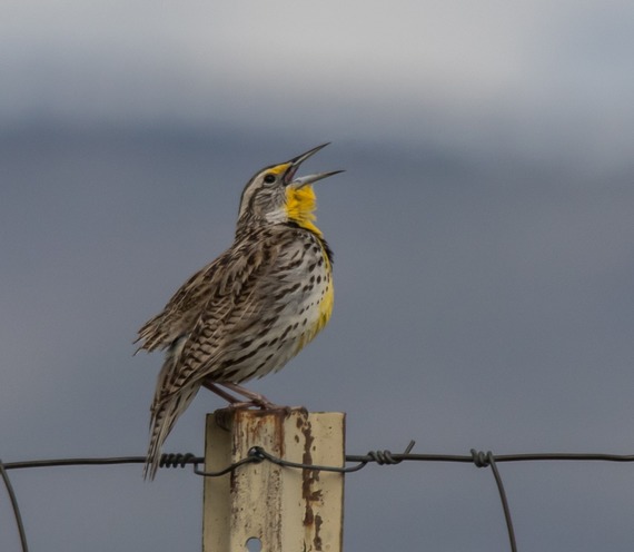 Meadowlark at the National Bison Range in Montana. Photo: Dave Fitzpatrick/USFWS