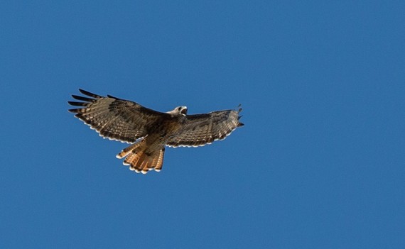 Red-tailed hawk by USFWS