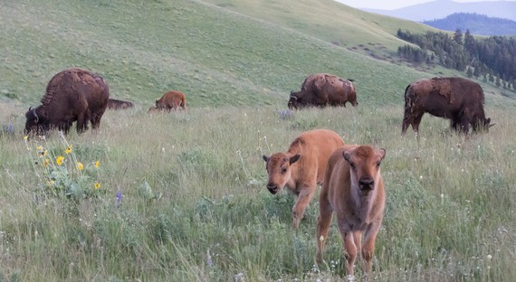 Bison calves by USFWS