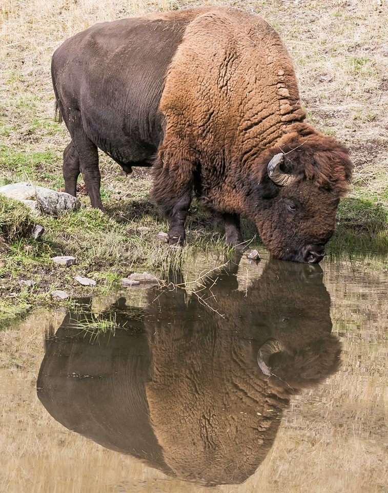Bison drinking spring water at the National Bison Range by USFWS