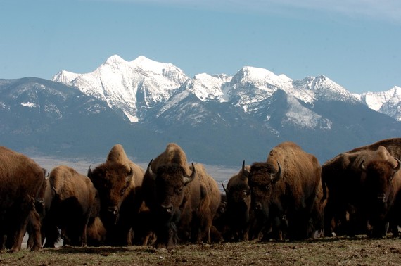 Bison on the National Bison Range in Montana.  Photo Credit: USFWS