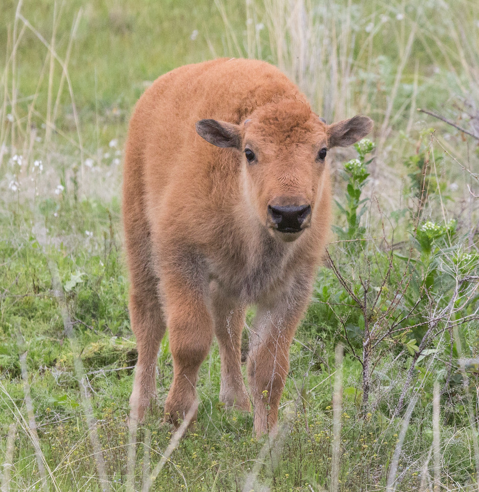 Baby bison by Dave Fitzpatrick/USFWS