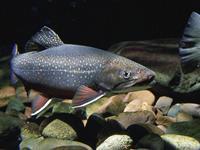 BrookTrout_EricEngbretson_USFWS