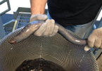 Human hands holding a sea lamprey