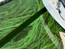 Algae in River