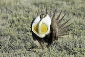 Sage Grouse in Rangeland