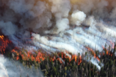 Image of a forest fire with flames and smoke