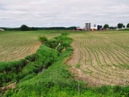 row crop with farm buildings in the background