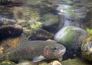 fish in water with rocks in background