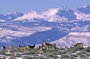 WRR_MuleDeer_WindRiver_Credit_Mark Gocke_usgs