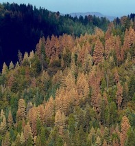 A coniferous forest with some dead and some live trees