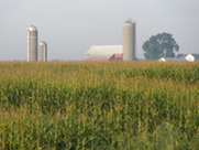 Farmstead with Corn