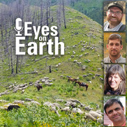 Exotic Annual Grasses and Sheep Grazing