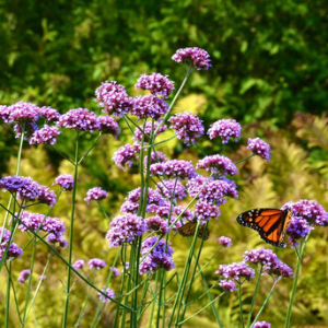 ICT_LONG_MONARCH