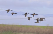 northern_pintail_ducks_Tolo_Bypass_woldlifearea_usgs