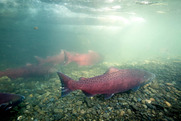 usfws-chinook-salmon-alaska-hagerty