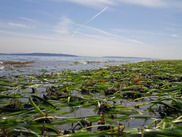 EelgrassBedFayBainbridgeSP_Washington_usgs