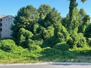 Kudzu_Jordan Bush_invasivevine