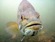 SmallmouthBass_Credit-Gretchen_Hansen