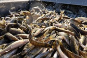 walleye hatchery