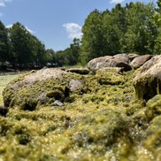 Algae growing over a rocky streambank in Virginia