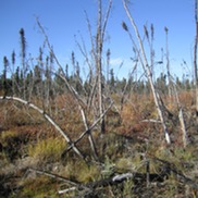 Boreal ecosystem in Alaska 12 years after a fire