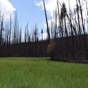 Grassy meadow in Colorado surrounded by burned evergreen trees