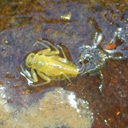 Mayfly larva collected from Chalk Creek, Chaffee County, Colorado