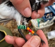 hand holding bird 