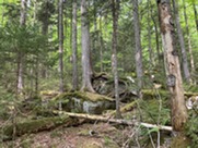 densely vegetated old-growth forest