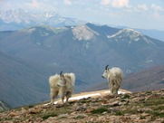 two mountain goats in mountains