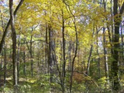 forest in fall