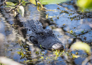 alligator in water