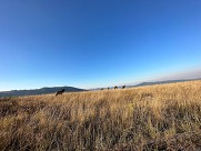 elk in grassland with mountains in distance