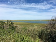 salt marsh