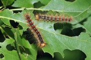 two spongy moth caterpillars on leaves
