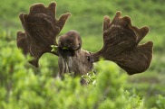 Moose