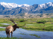 Elk with mountains in distance