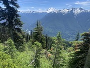 Forest and mountains