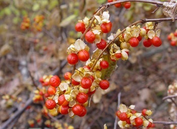 Red berries on branch