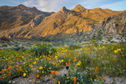 Field of wildflowers in front of mountains