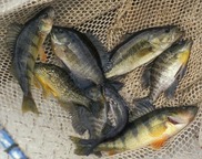 Multiple fish species in a net