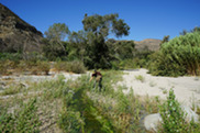 Invasive tamarisk 