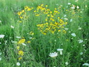 Prairie grasses with yellow flowers