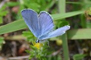 Close-up photo of blue butterfly