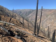 Burned hillside