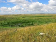Grassland