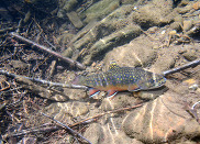 brook trout swimming