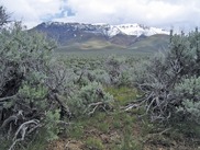 Sagebrush