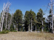 whitebark pine
